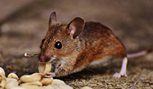 24 Hour & Emergency Exterminators in Delawanna, NJ